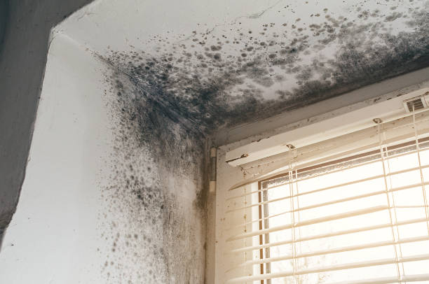 Affordable Mold Remediation solutions in Kittredge, CO