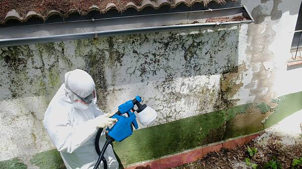 Top rated local Mold Remediation specialists in Kittredge, CO